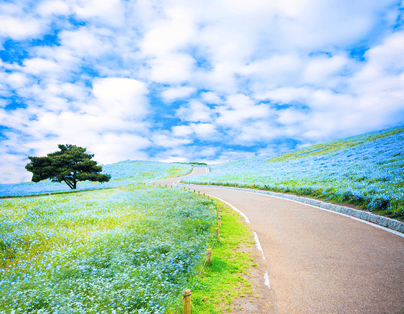 夢幻春彩關東日立粉蝶丘・足利大藤・日光・鬼怒川 百選溫泉